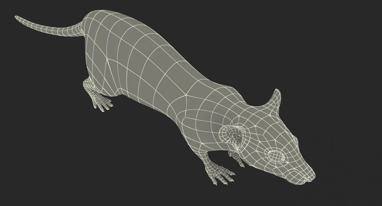 3D model Rat Rigged