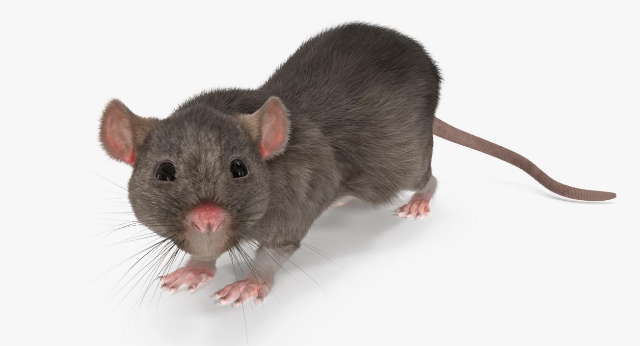 3D model Rat Rigged