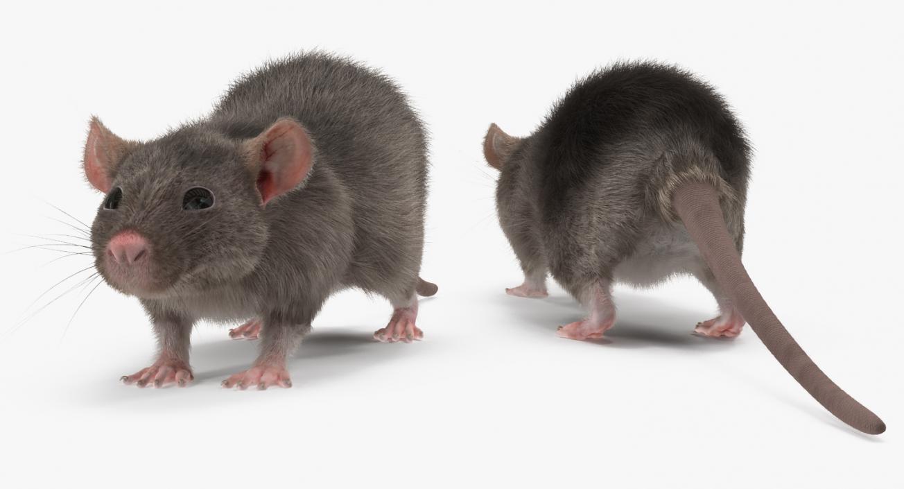 3D model Rat Rigged