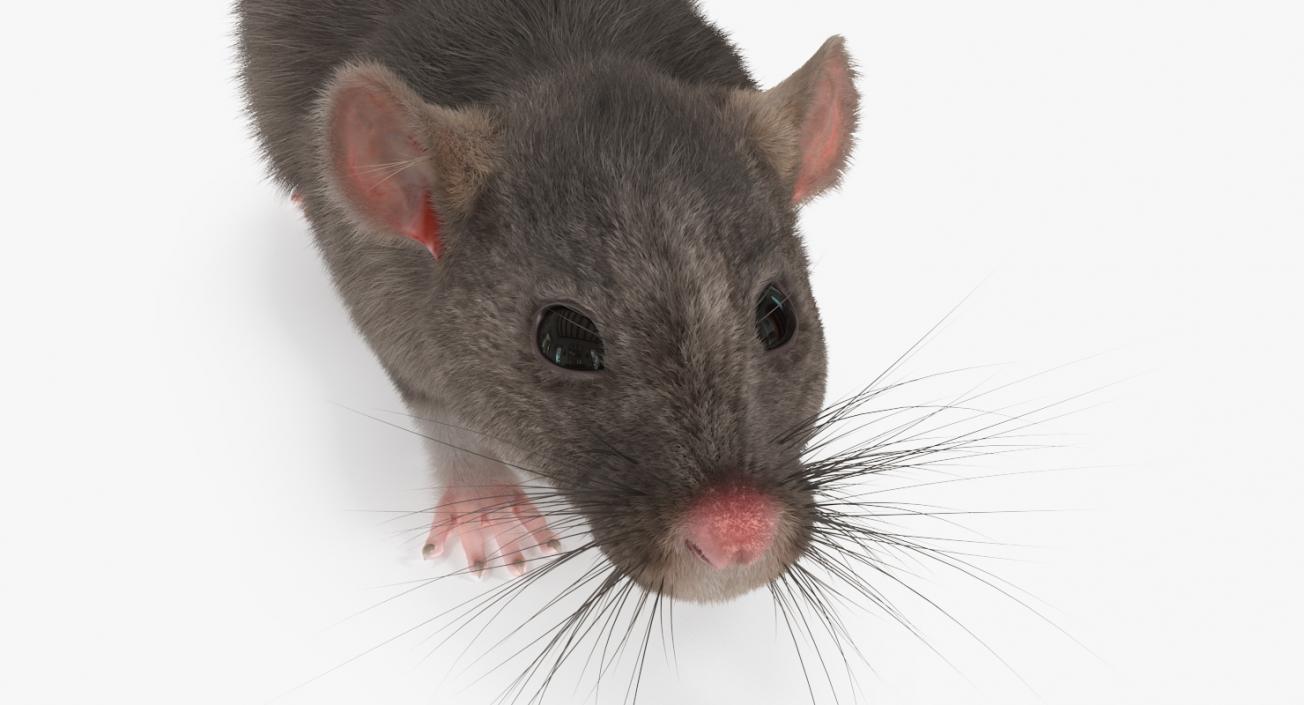 3D model Rat Rigged