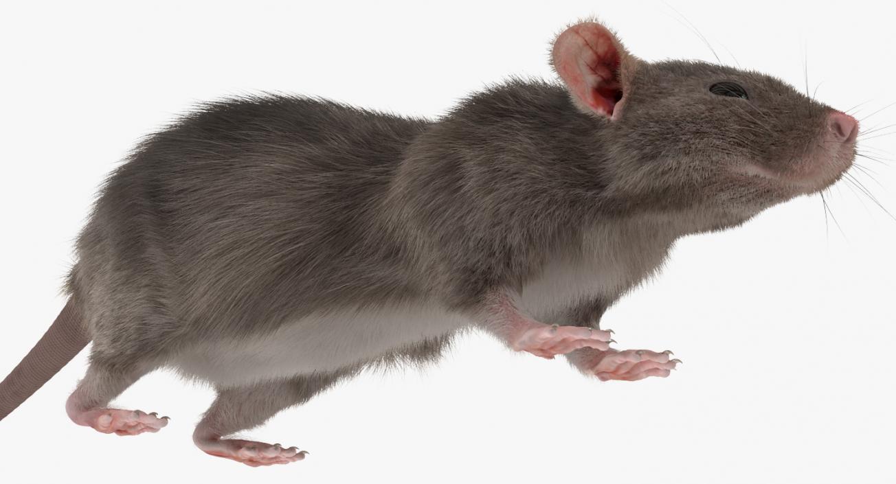 3D model Rat Rigged