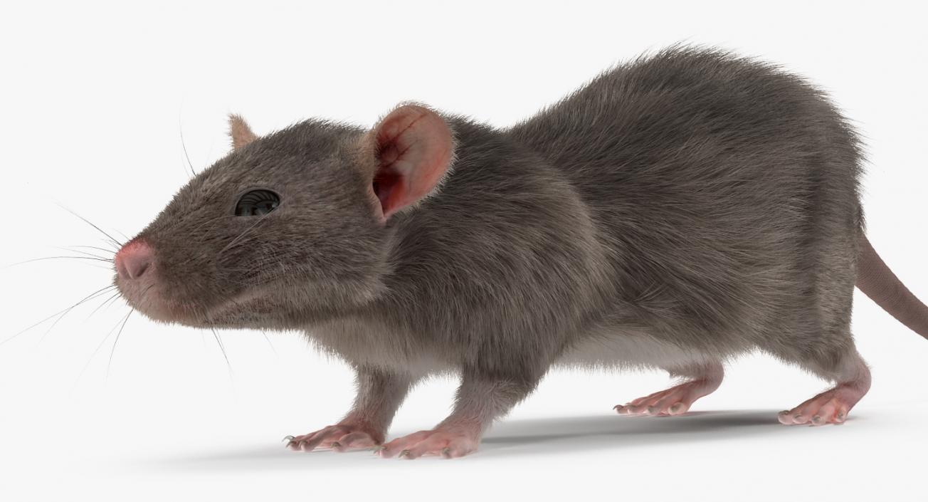 3D model Rat Rigged