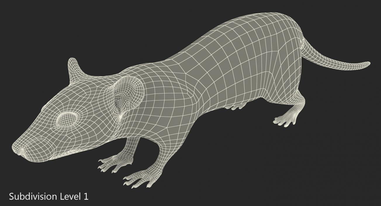 3D model Rat Rigged