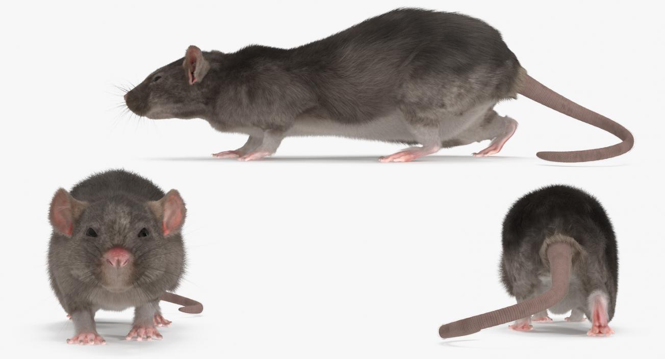 3D model Rat Rigged