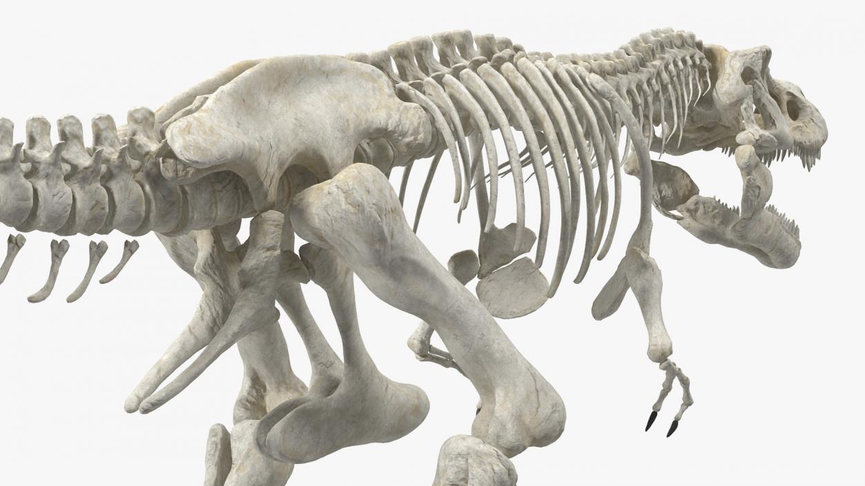 3D Tyrannosaurus Rex Skeleton Rigged model