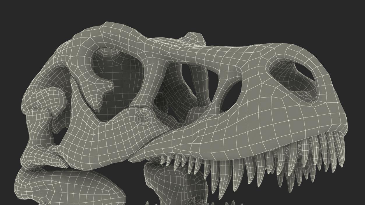 3D Tyrannosaurus Rex Skeleton Rigged model