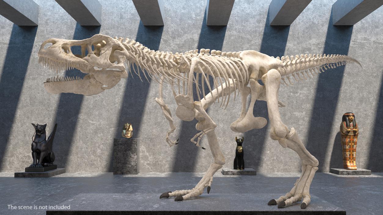 3D Tyrannosaurus Rex Skeleton Rigged model