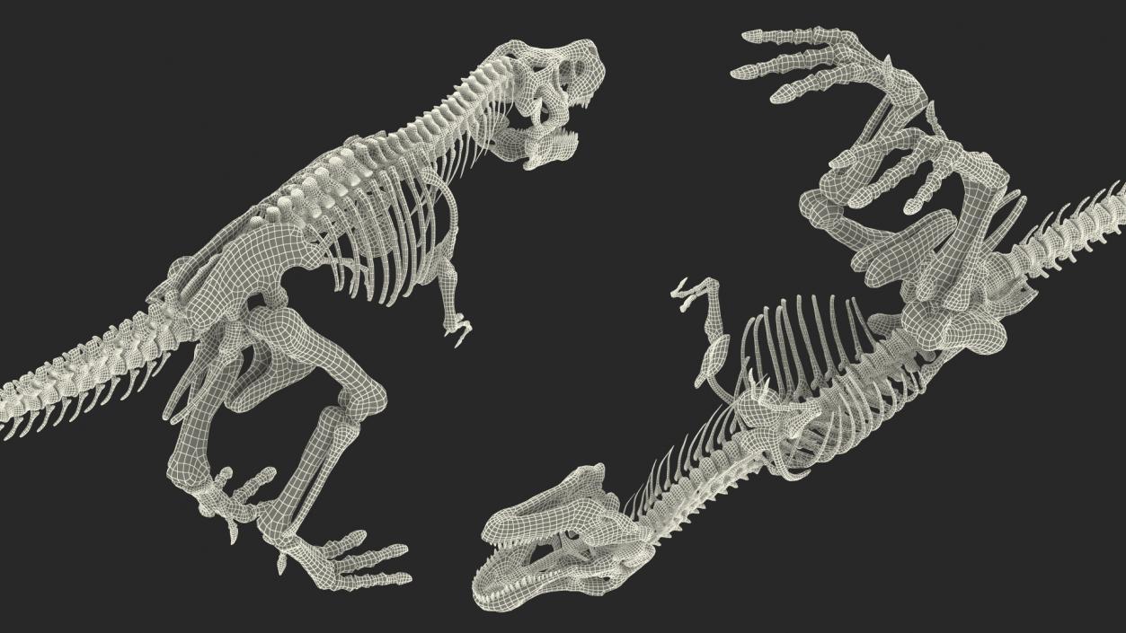 3D Tyrannosaurus Rex Skeleton Rigged model