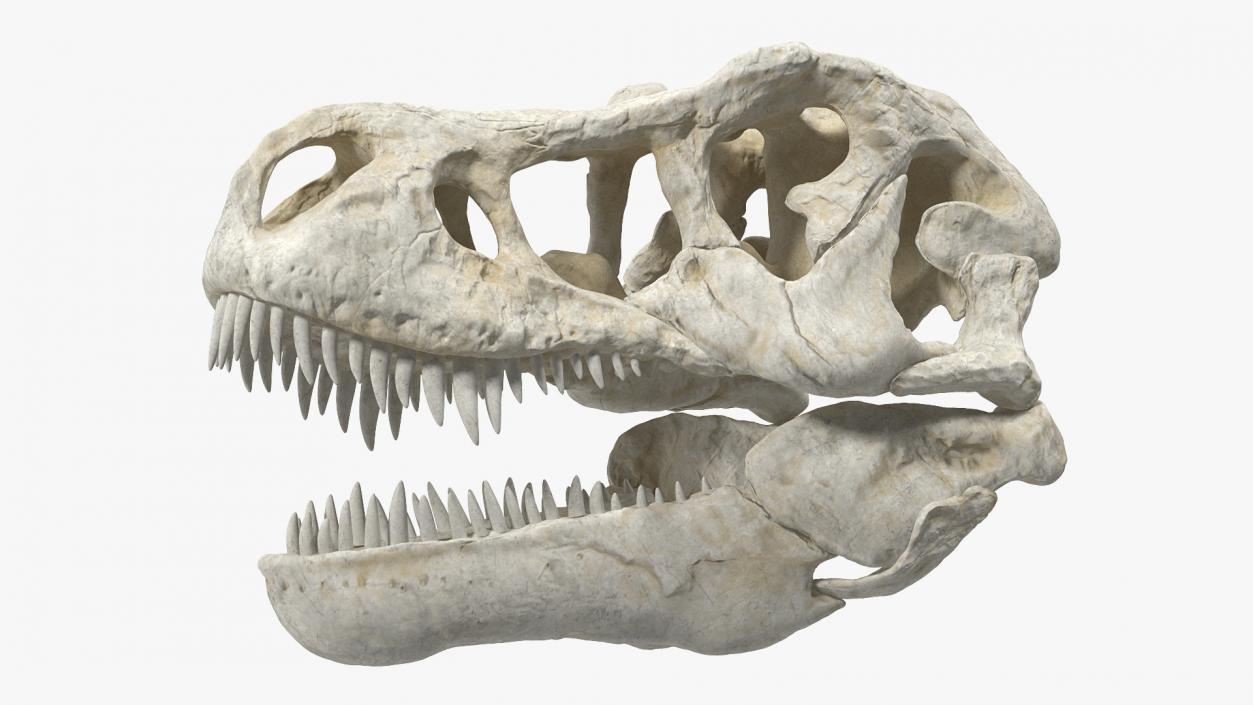 3D Tyrannosaurus Rex Skeleton Rigged model