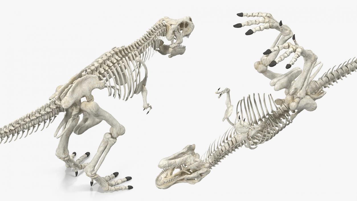 3D Tyrannosaurus Rex Skeleton Rigged model