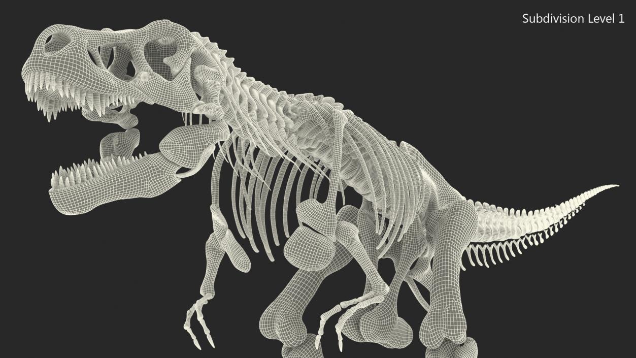 3D Tyrannosaurus Rex Skeleton Rigged model