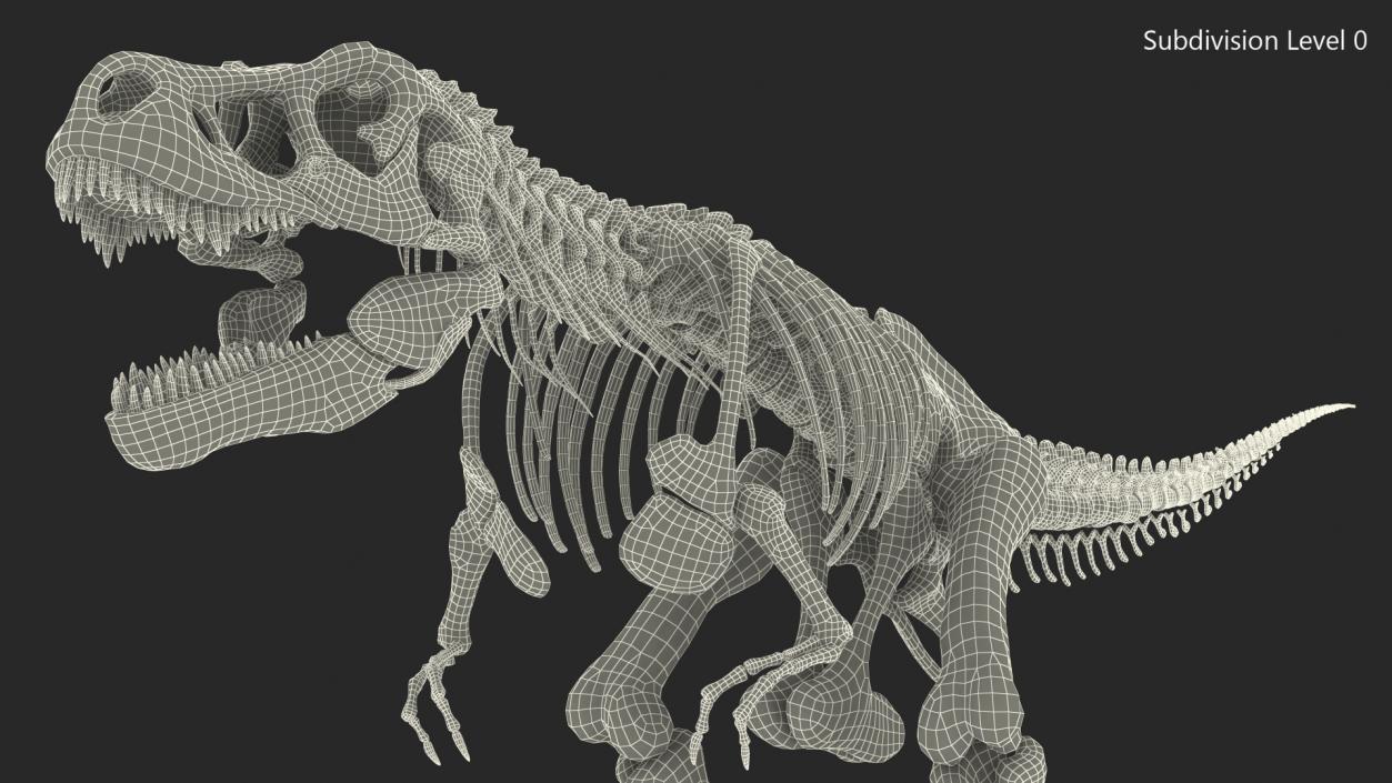 3D Tyrannosaurus Rex Skeleton Rigged model