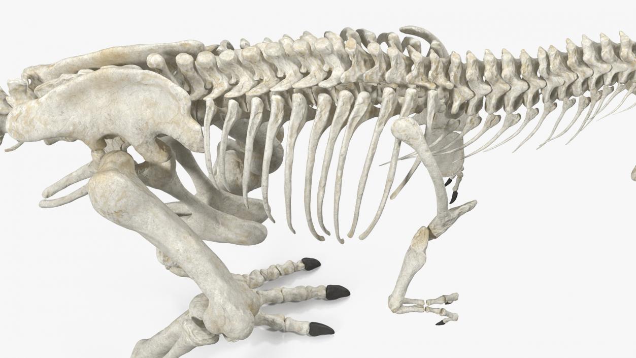 3D Tyrannosaurus Rex Skeleton Rigged model