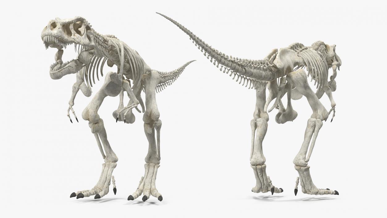 3D Tyrannosaurus Rex Skeleton Rigged model