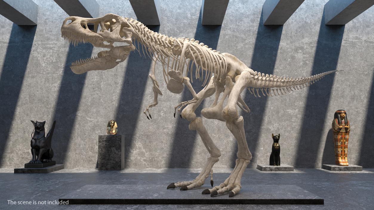 3D Tyrannosaurus Rex Skeleton Rigged model