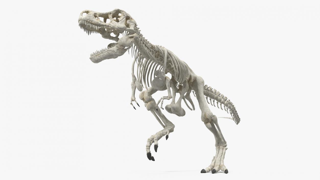 3D Tyrannosaurus Rex Skeleton Rigged model