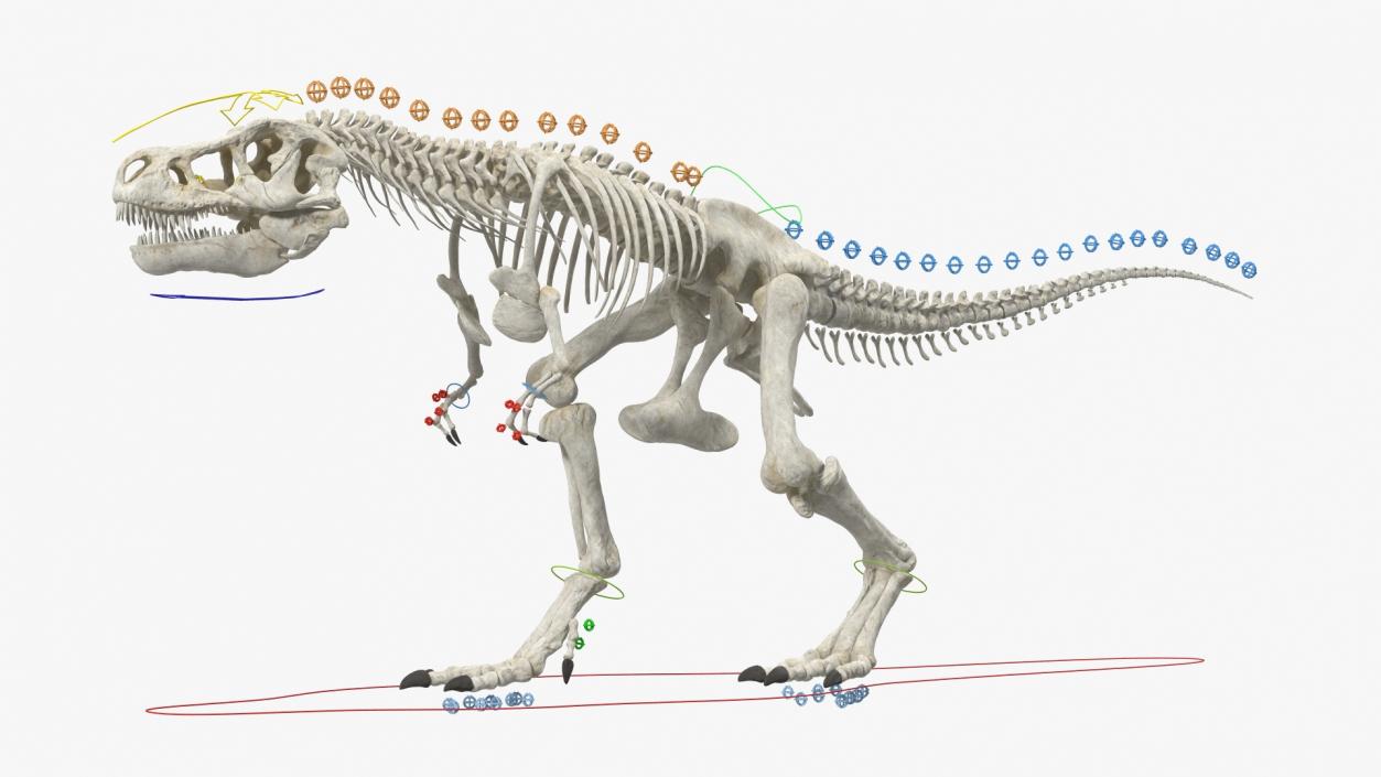 3D Tyrannosaurus Rex Skeleton Rigged model