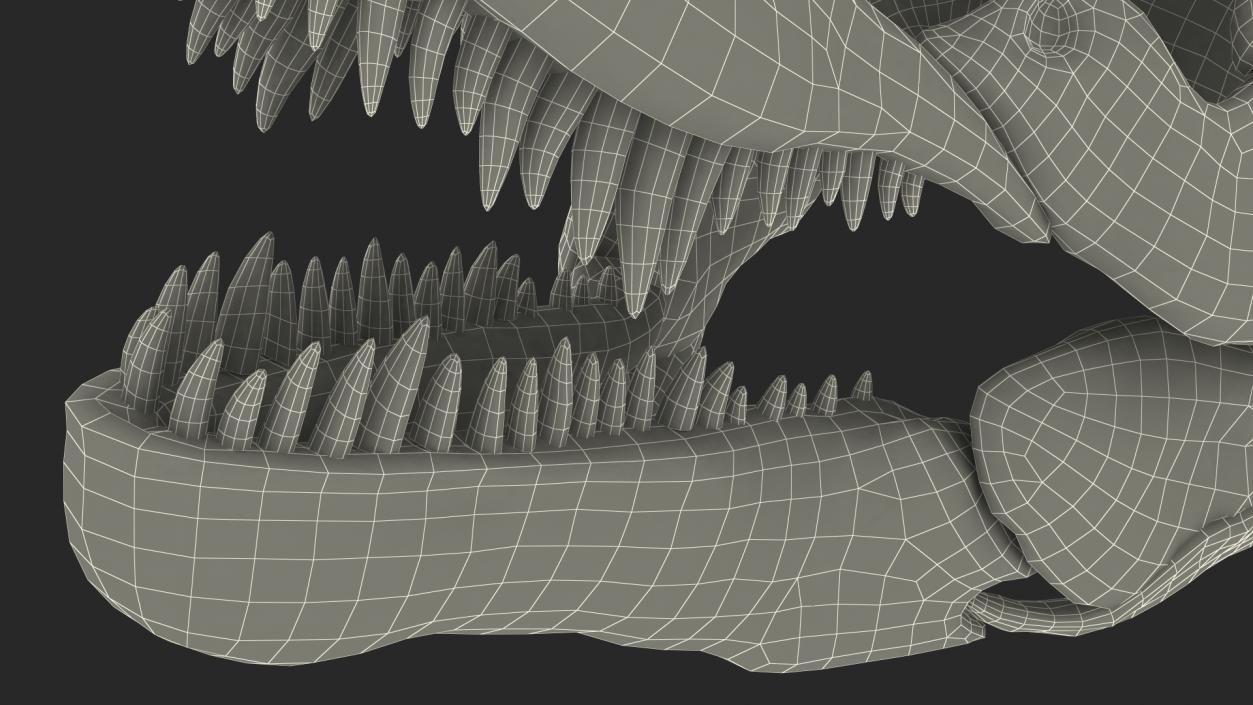 3D Tyrannosaurus Rex Skeleton Rigged model