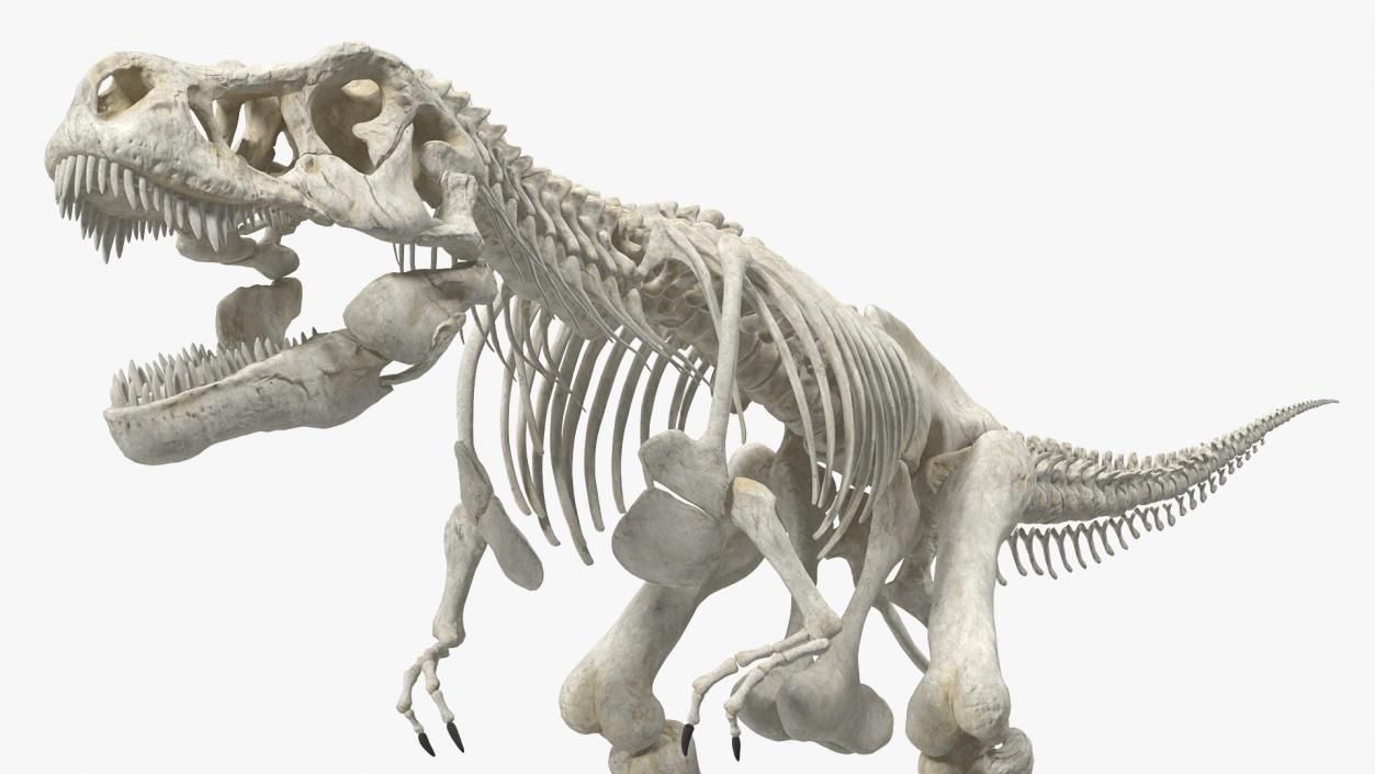 3D Tyrannosaurus Rex Skeleton Rigged model