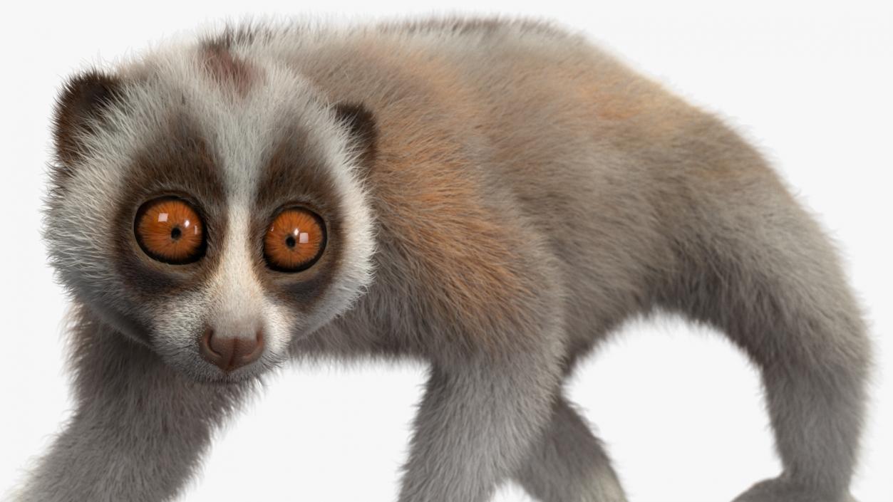 3D model Philippine Slow Loris Fur