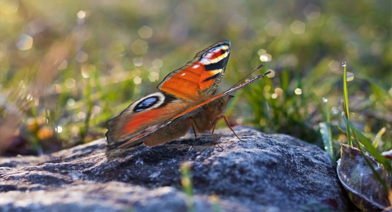 3D Aglais io Butterfly Sitting Pose with Fur