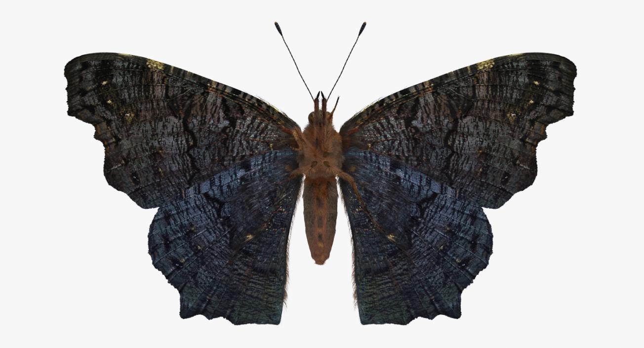 3D Aglais io Butterfly Sitting Pose with Fur