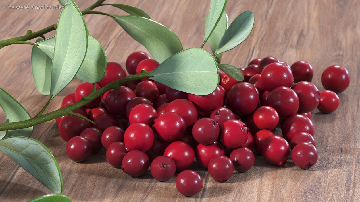 3D Pile of Cranberries with Branches model