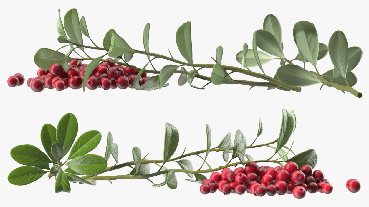 3D Pile of Cranberries with Branches model