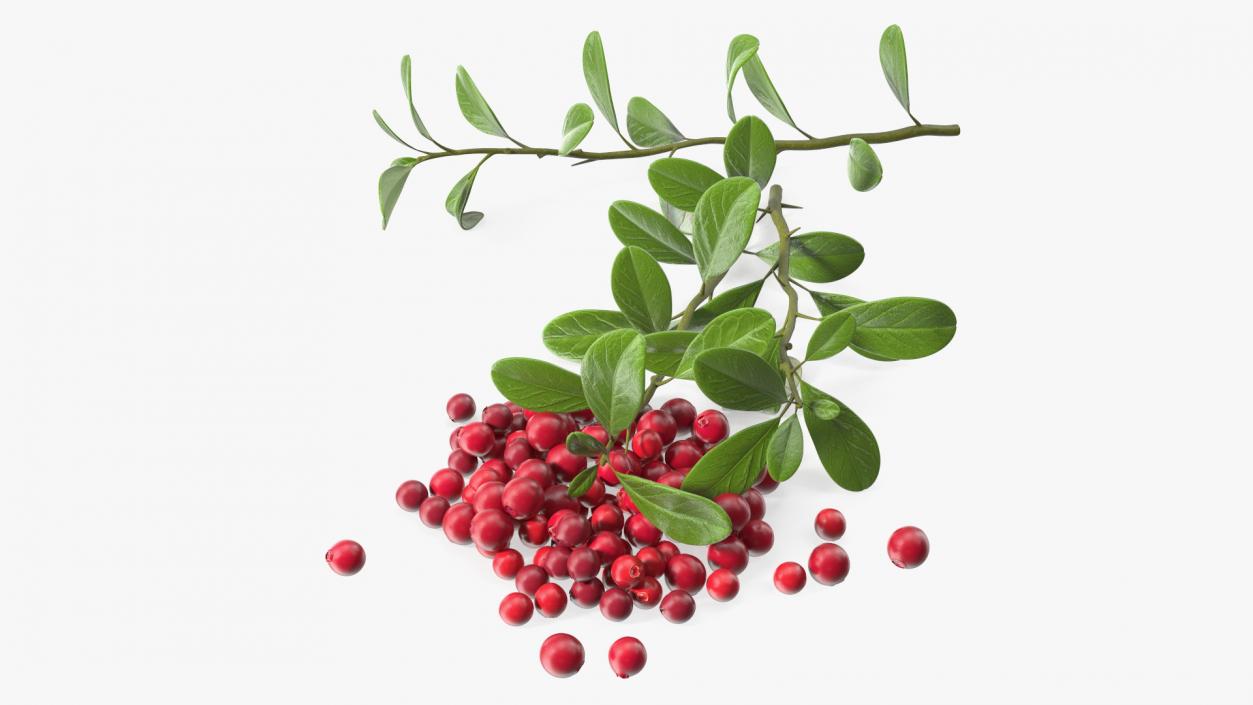 3D Pile of Cranberries with Branches model