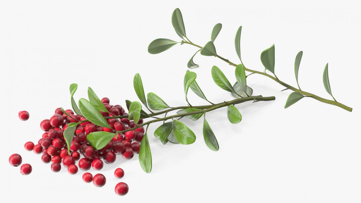 3D Pile of Cranberries with Branches model