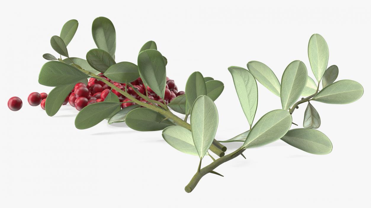 3D Pile of Cranberries with Branches model