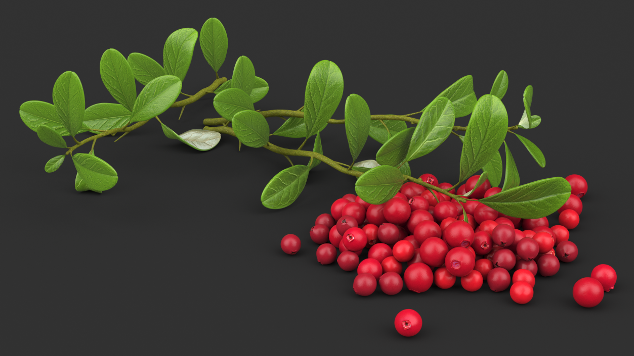 3D Pile of Cranberries with Branches model