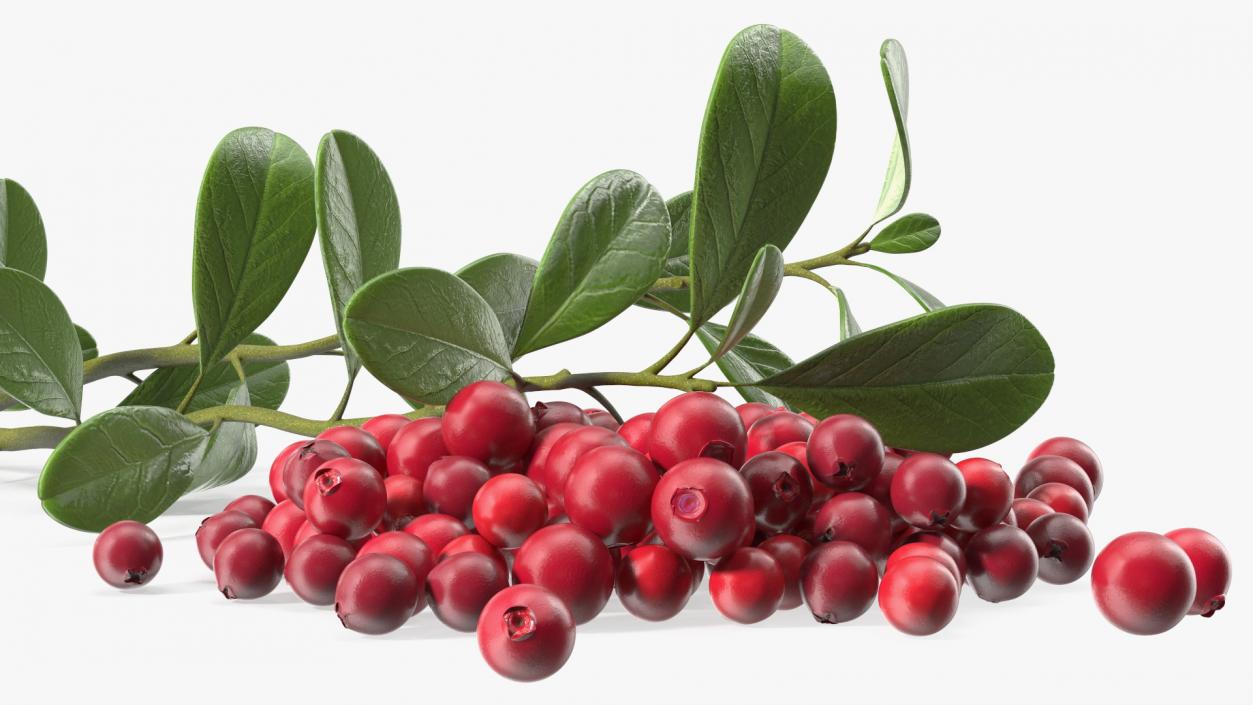 3D Pile of Cranberries with Branches model