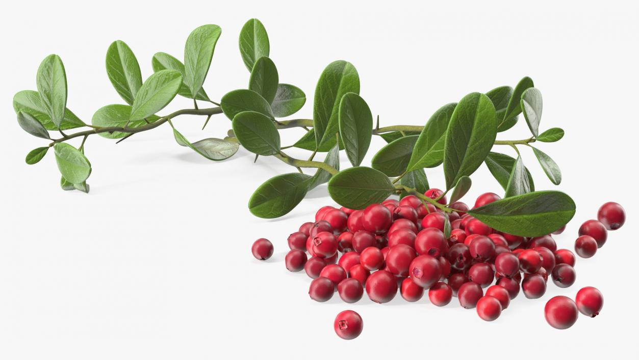 3D Pile of Cranberries with Branches model