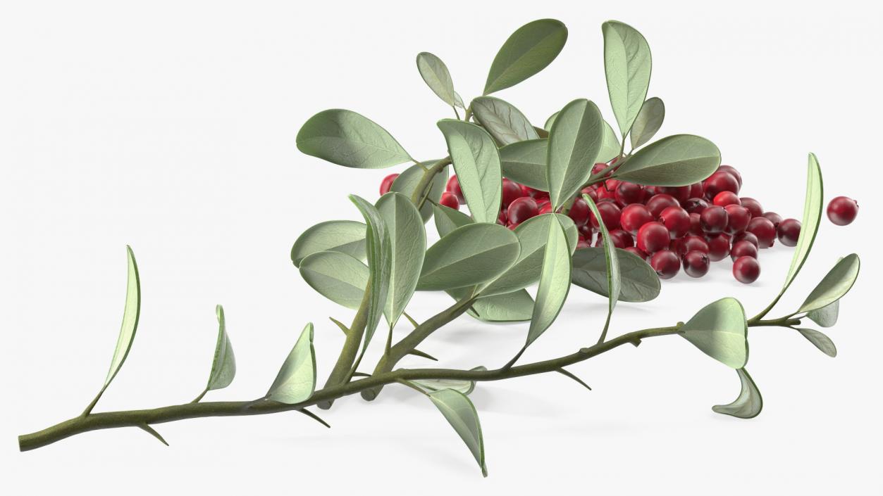 3D Pile of Cranberries with Branches model