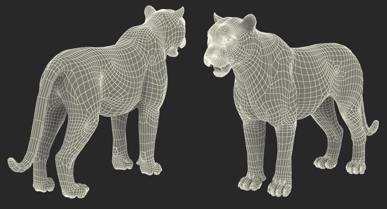 Tiger with Fur 3D model