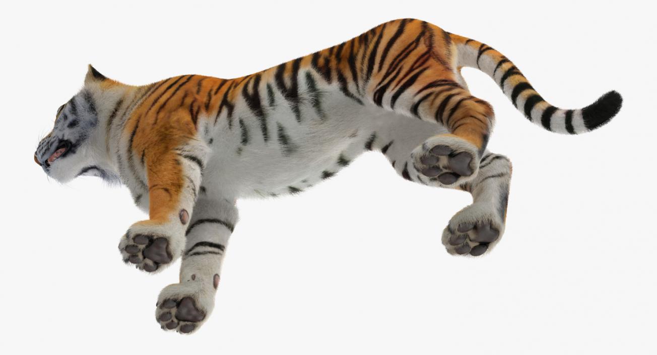 Tiger with Fur 3D model