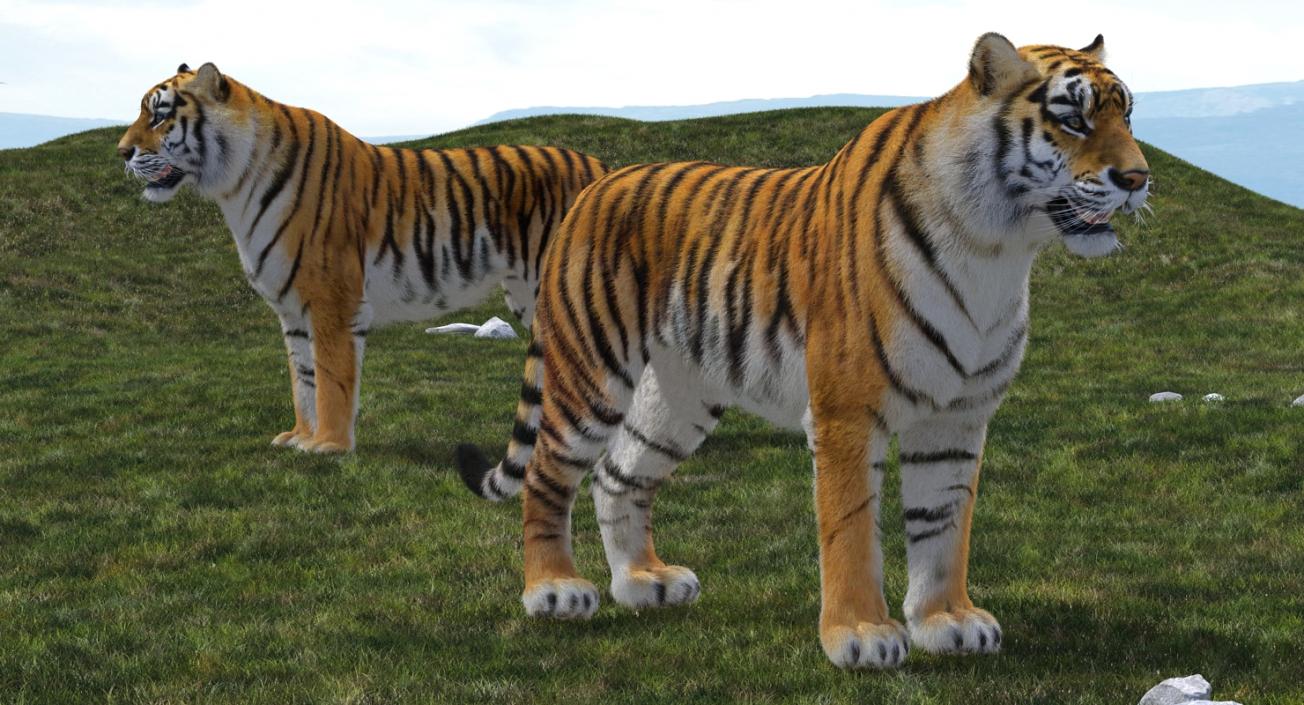 Tiger with Fur 3D model