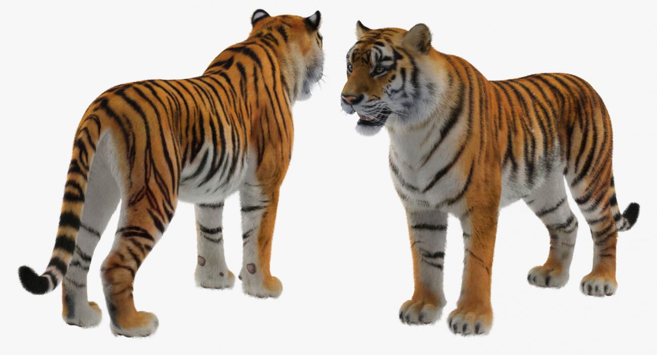 Tiger with Fur 3D model