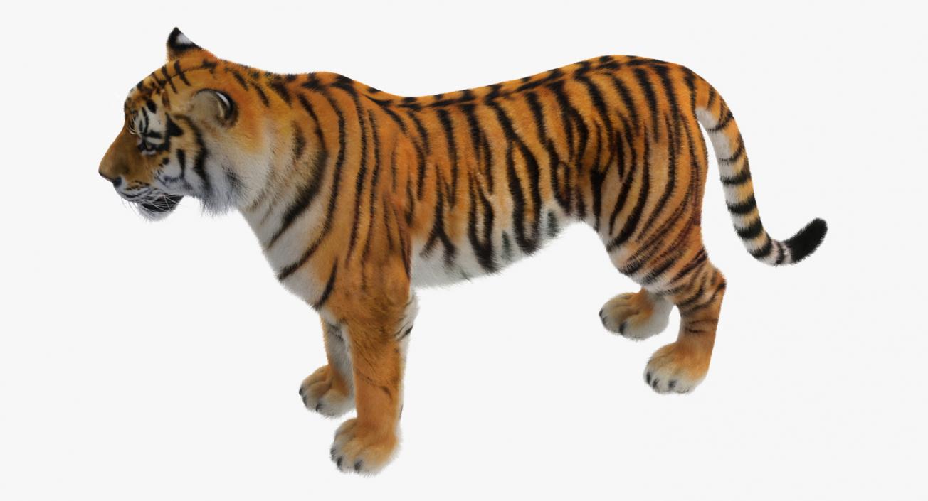 Tiger with Fur 3D model