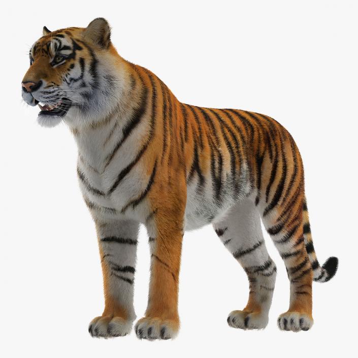 Tiger with Fur 3D model