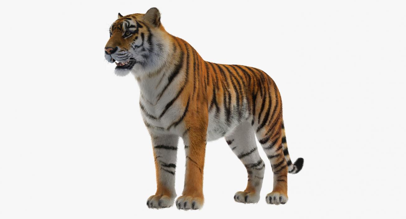 Tiger with Fur 3D model