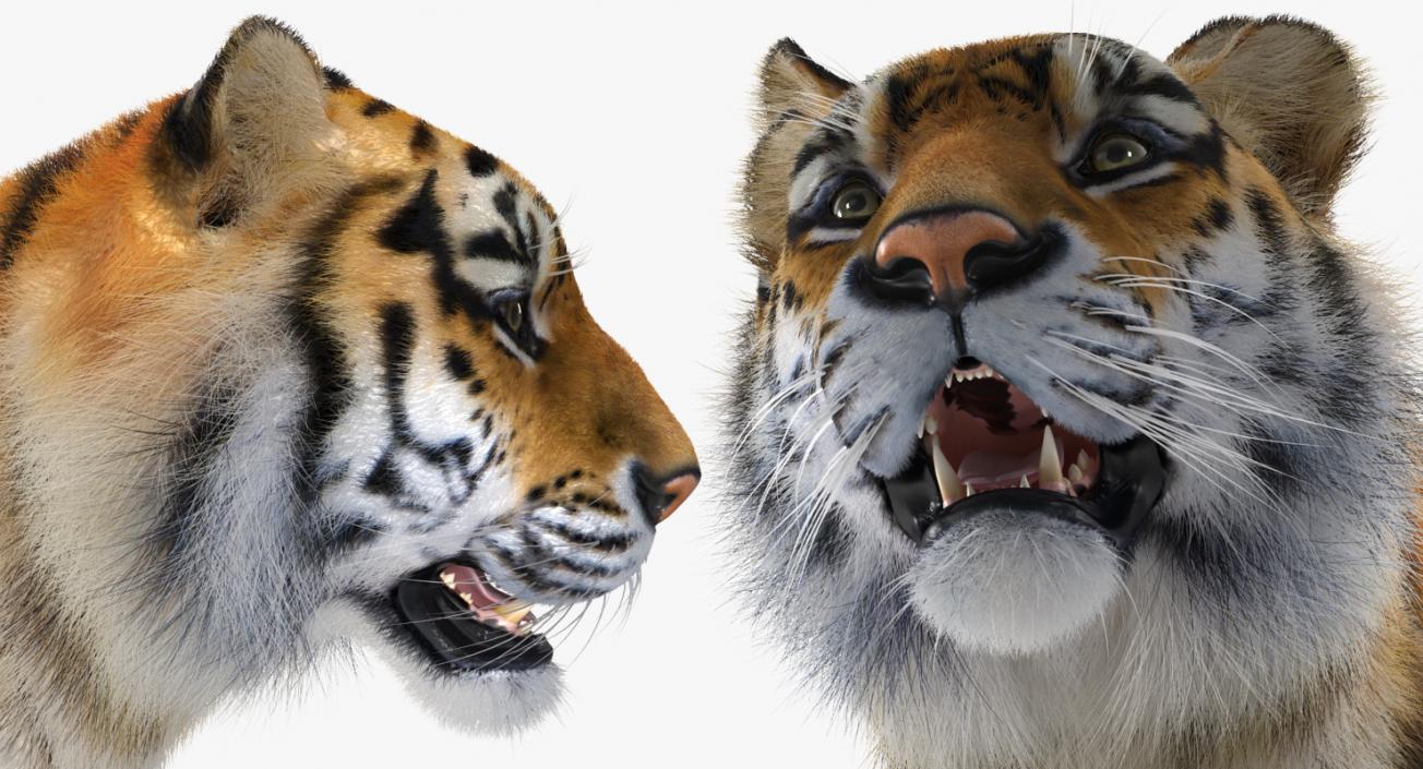 Tiger with Fur 3D model