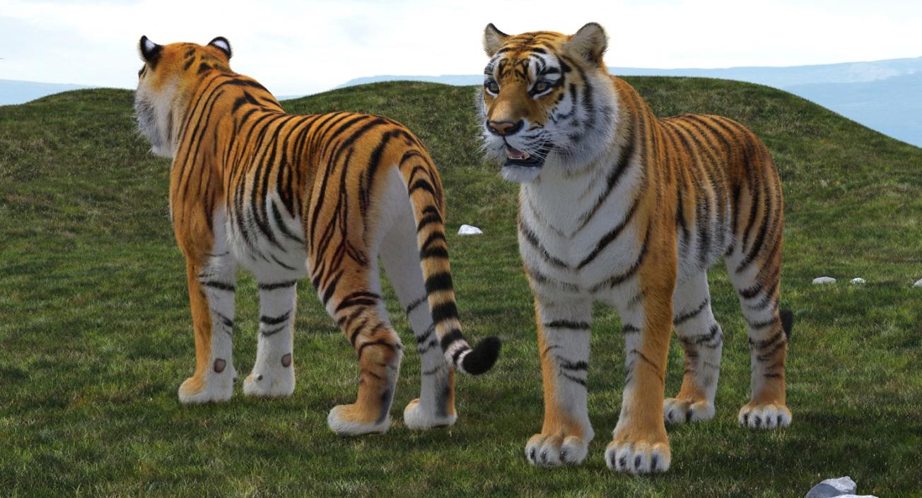 Tiger with Fur 3D model