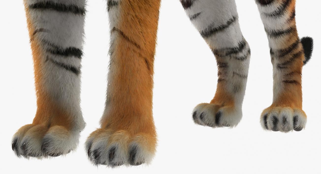 Tiger with Fur 3D model