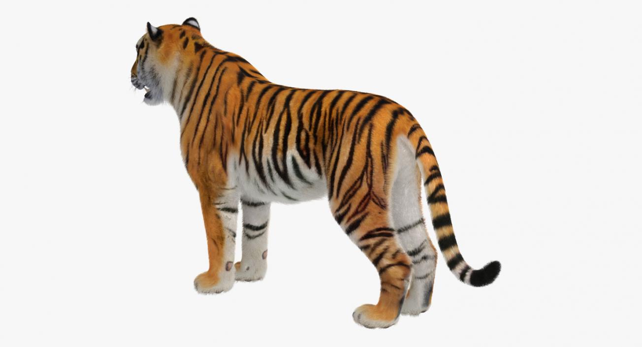 Tiger with Fur 3D model