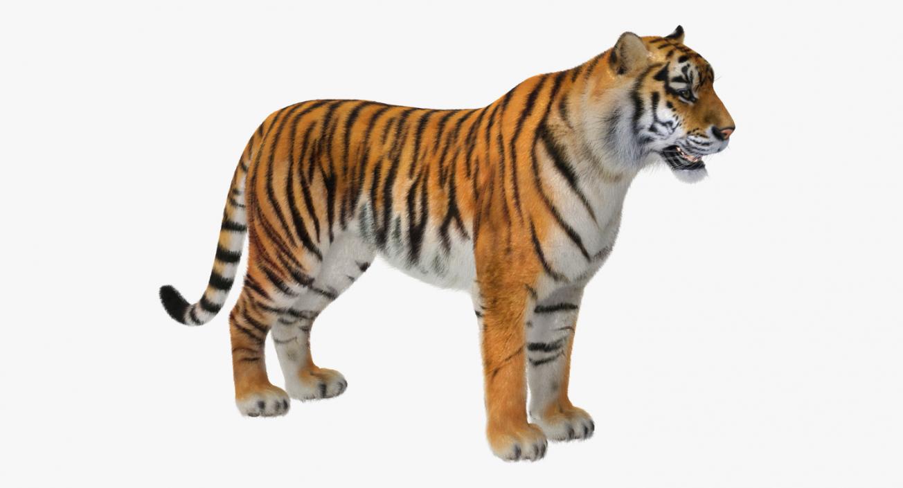 Tiger with Fur 3D model