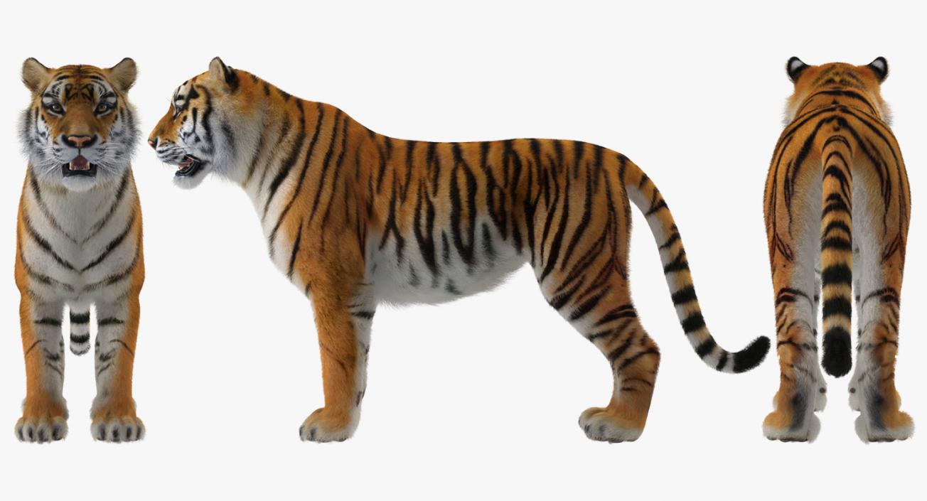 Tiger with Fur 3D model