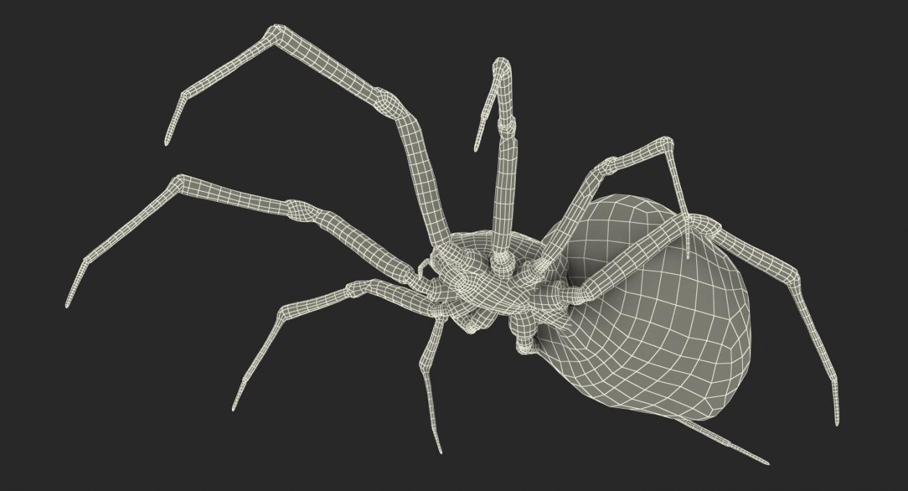 Latrodectus Spider with Fur 3D