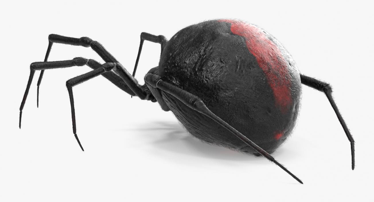 Latrodectus Spider with Fur 3D